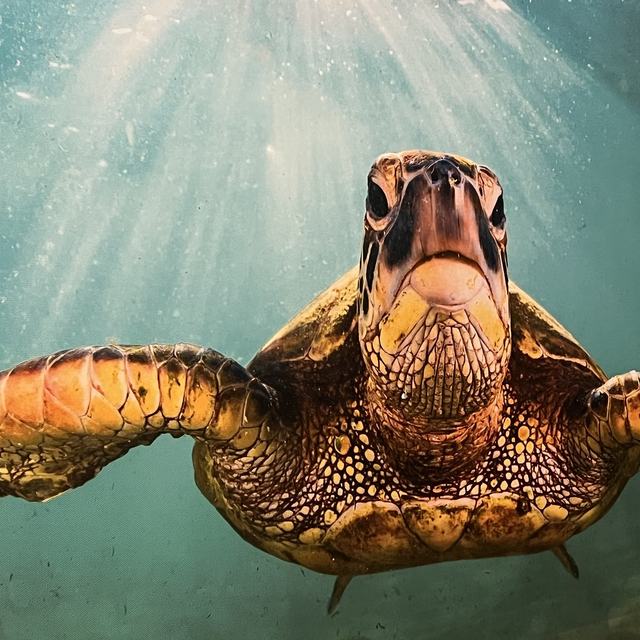 Sea turtle underwater